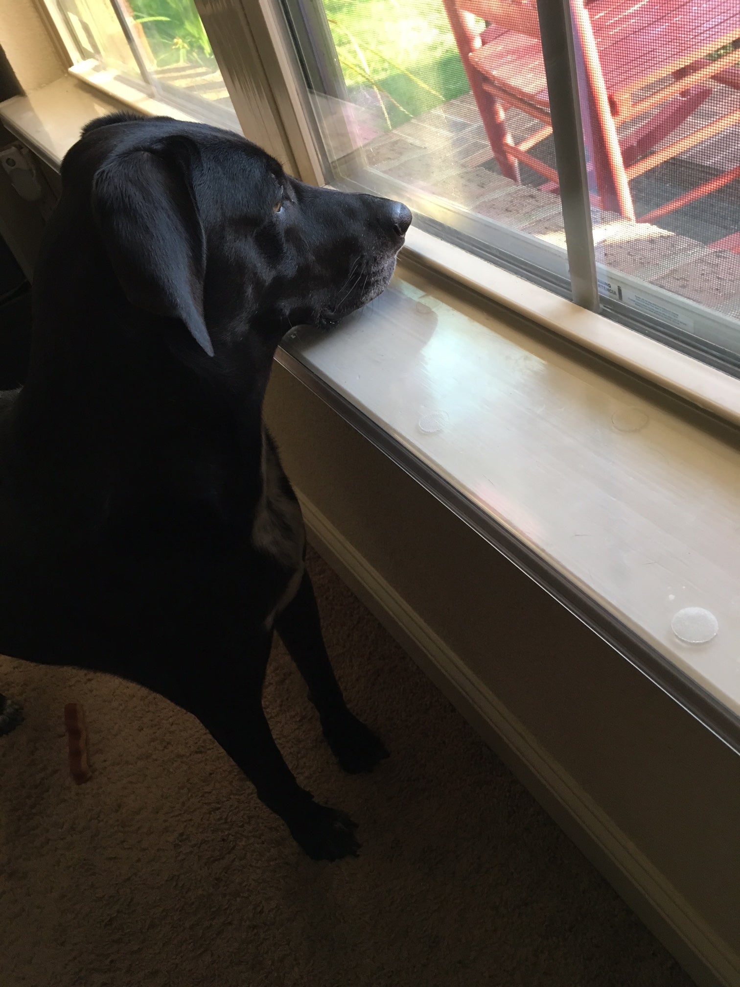 35 1/2" x 5 1/4" Clear Windowsill Protector