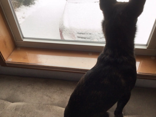 35 1/2" x 5 1/4" Clear Windowsill Protector